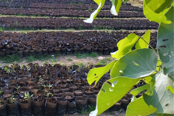 FloCard Real Life Monitoring